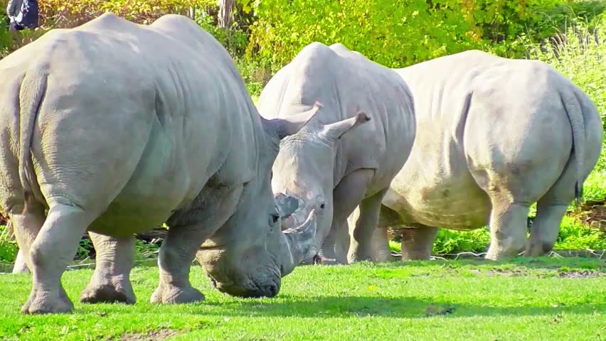 Majestic rhinoceros in its natural habitat, showcasing the beauty of wildlife, nature, and endangered animal species.
