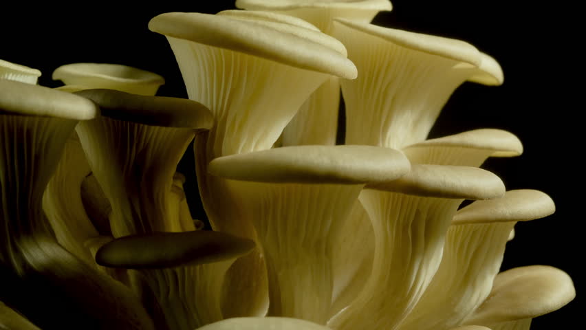 Growing oyster mushroom growing time lapse 4k footage.