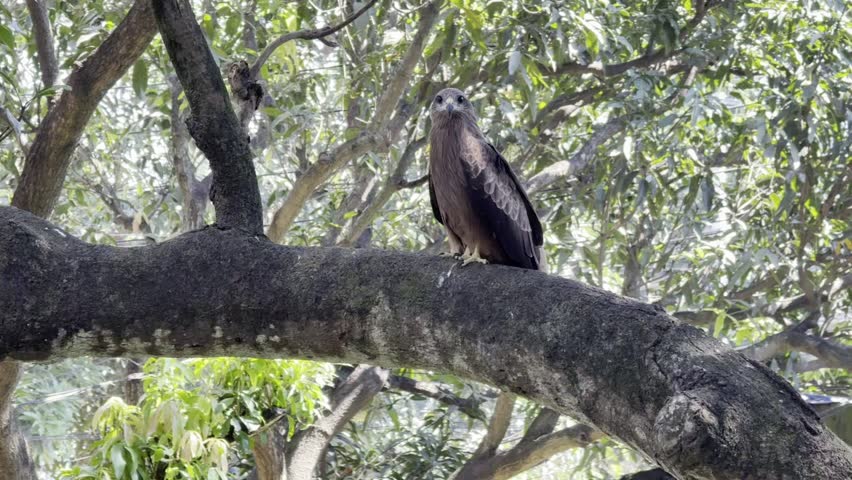 Falcon Bird seating on a tree video