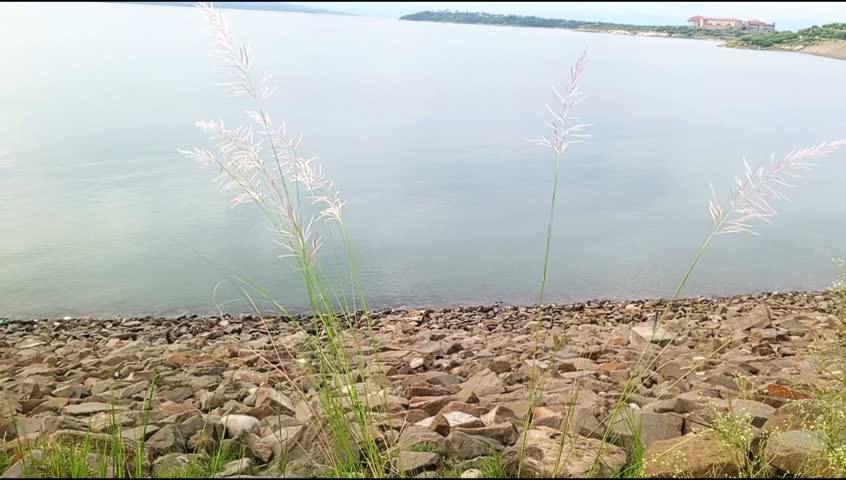This beautiful view of Mangla Dam brings peace to the heart. The swaying green mustard plants along the edge, rows of stones, and reflection of the sky and clouds in the clear water showcase nature