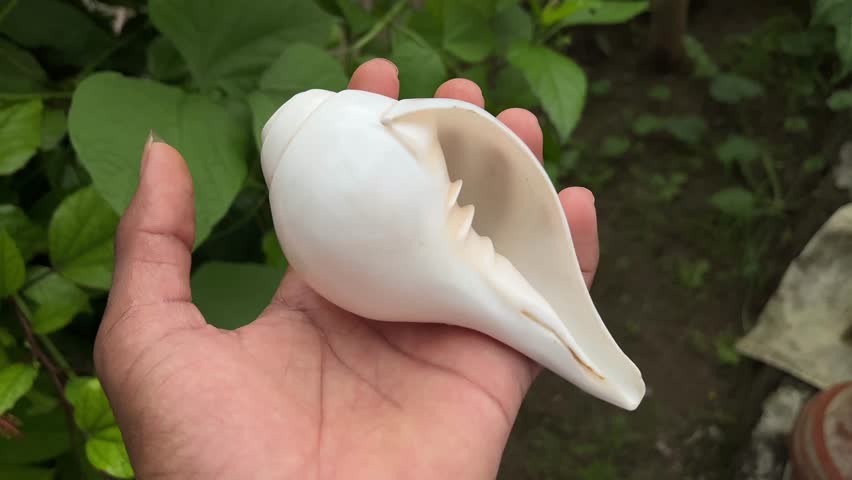 Hand Holding Conch Shell Close Up Blur Background
