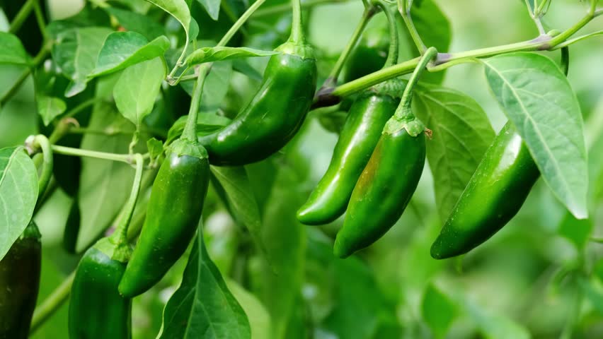 
Jalapeno peppers in the garden. Beautiful green jalapeno peppers in the garden. Harvesting ripe peppers