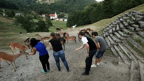 Tourists feeding deers