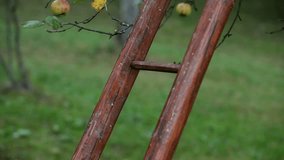 Close up of an older man climbing ladder and picking apples