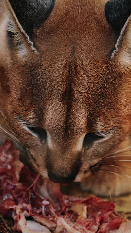 A graceful caracal enjoys piece of meat, showcasing its beauty. slow motion footage,