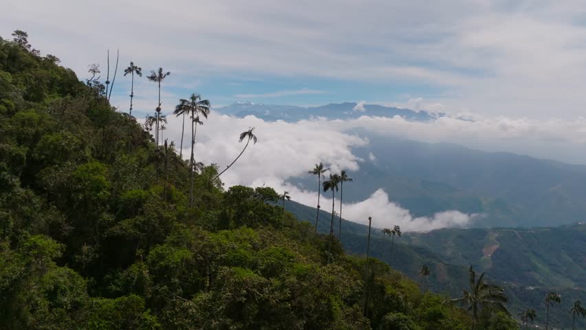 Drone shot of snowy peaks of Sierra Nevada de Santa Marta in Colombia, rising above clouds and jungle, with tropical palm trees in the foreground