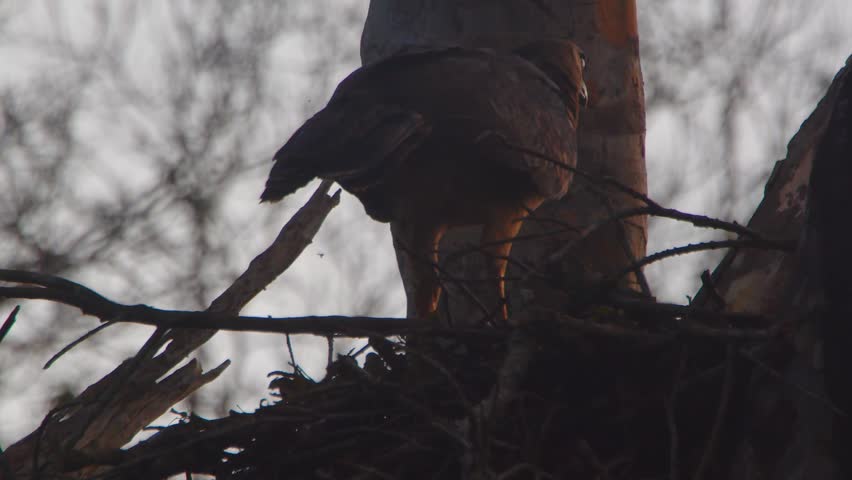 Crested Eagle Adult Taking Off from Nest at Dusk in Tambopata, Peru
