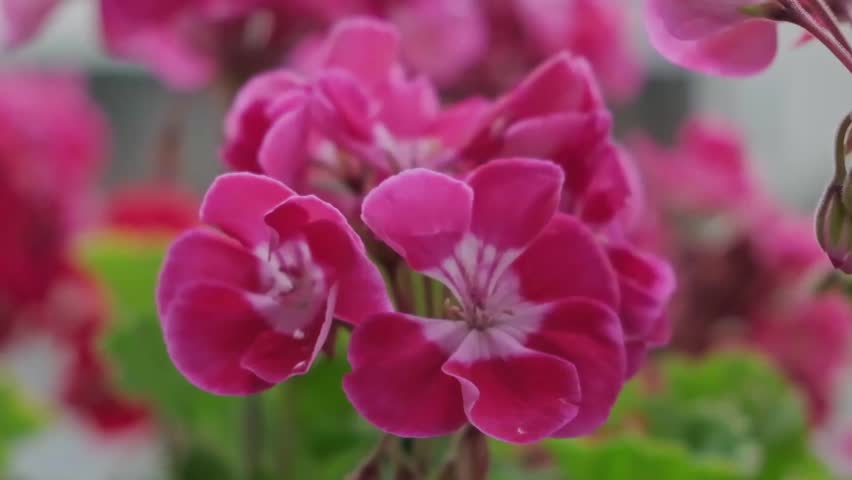 Close up static shot of a beautiful pink geranium flower with green leaves