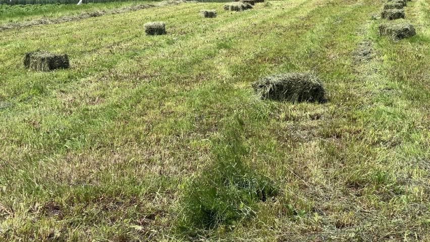 Rectangular bales of dried hay bound with cords on a field, view while panning in sunny morning
