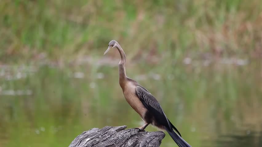 Curious looking african darter on stump (Anhinga rufa) scans surrounding wetland