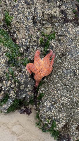 Red sea star eating mussels on the rocks at low tide
