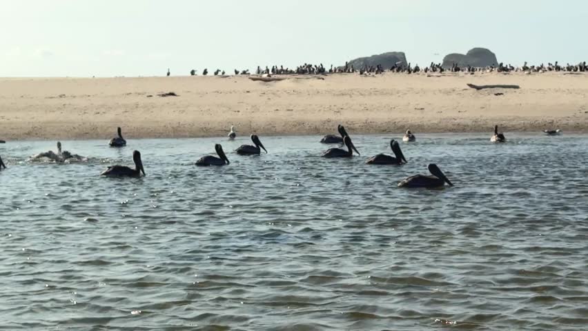 Big grey pelicans landing on lake water