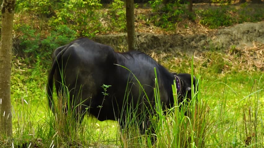 Buffalo Grazing in Lush Green Farm Field