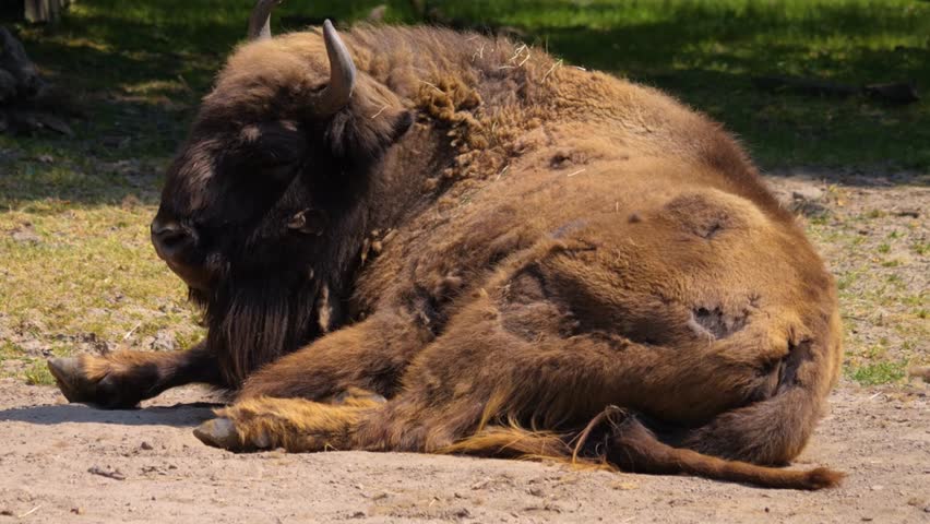 Close up of Bison resting 4K Resolution