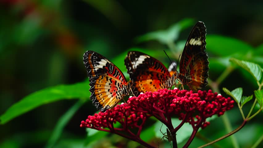 Vivid orange and black butterflies feeding on bright red flowers in a lush green garden, showcasing natural beauty and wildlife diversity.