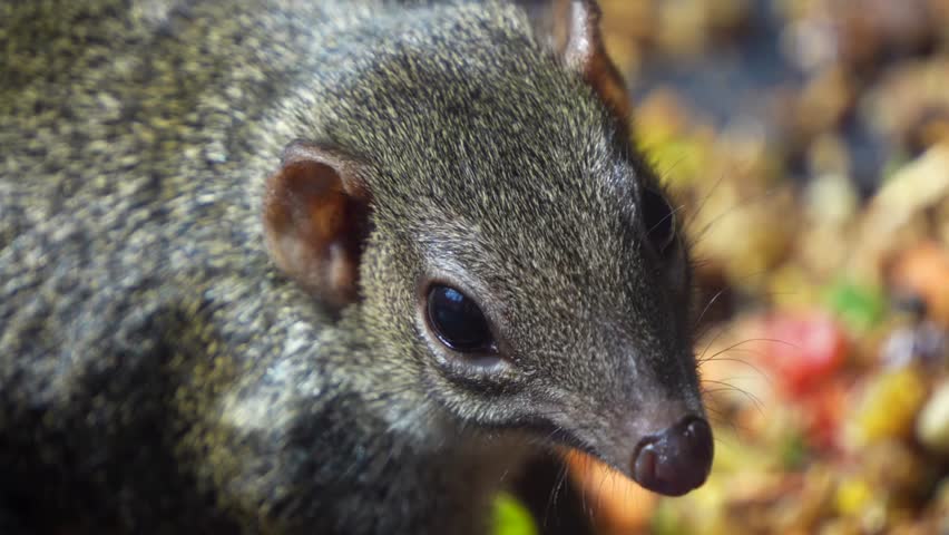 Close up of a Tropical squirrel also Treeshrew 4K Resolution