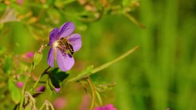 Close-up macro video of a bee collecting pollen on a meadow crane's-bill (Geranium pratense) flower during golden hour - Powered by Shutterstock - Get 15% off with code: PIKWIZARD15