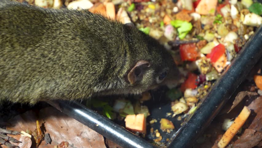 Close up of a Tropical squirrel also Treeshrew 4K Resolution