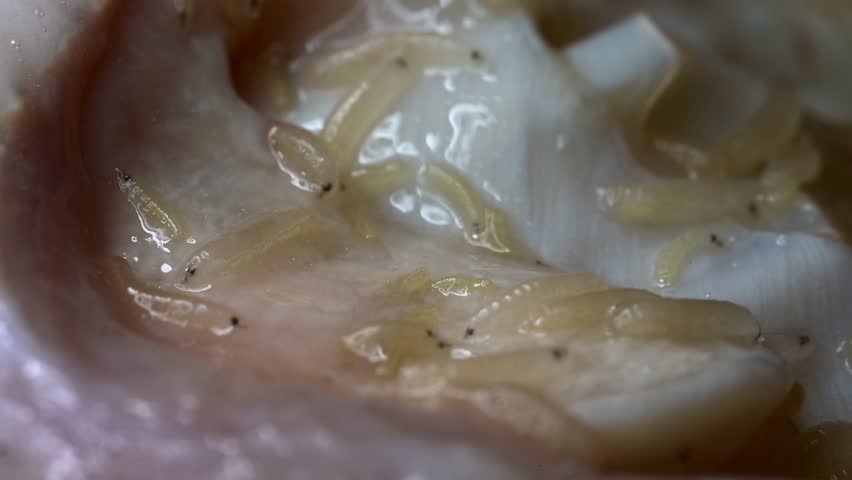 Recently-hatched Blowfly maggots or larvae (Green Bottle fly - Lucilia sericata) crawling over the meat on which the eggs were laid a few days before. Normal speed