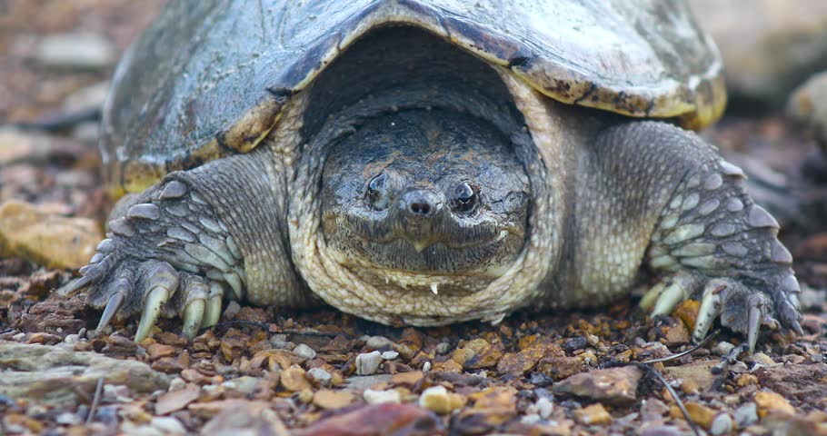 Static video of a Common Snapping Turtle Chelydra serpentina. Camera is in front of the snapping turtles, looking straight ahead.