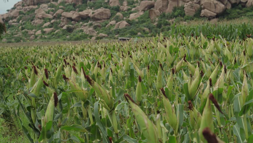 a vast cornfield with rows of corn plants in the foreground, their ears peeking out of their husks. The corn is in its early growth stage, and the backdrop features large rock formations, natural land
