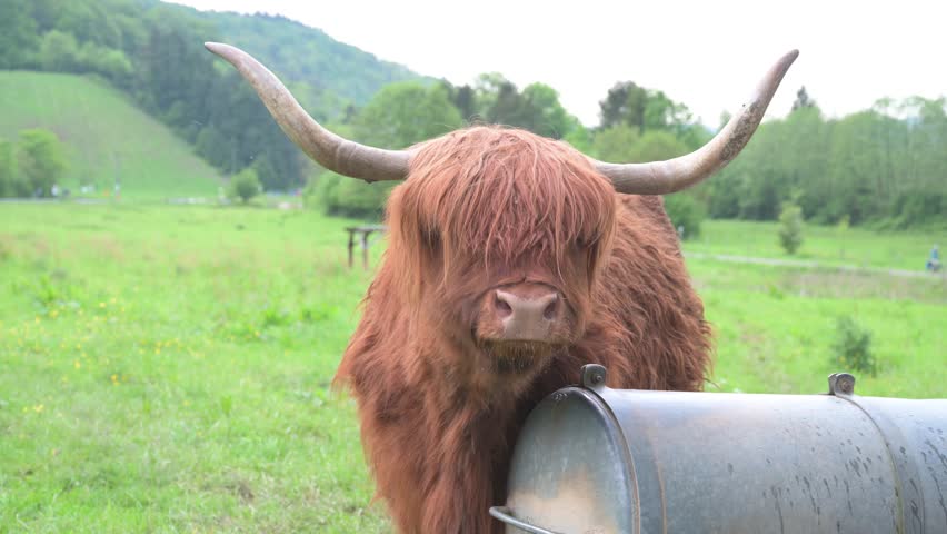 Scottish highland cattle, cow in the countryside, bull with horns on a pasture, ginger shaggy coat 