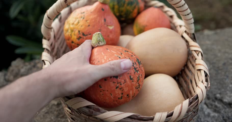Farmer man harvesting organic pumpkin at house garden - Autumn season, small business and fall lifestyle concept 