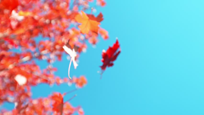 Super Slow Motion of Autumn Maple Leaves Wavering and Falling Down . Filmed on High Speed Cinema Camera , 1000 fps . Beautiful Autumn Moody Colored Background .