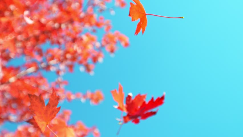Super Slow Motion of Autumn Maple Leaves Wavering and Falling Down . Filmed on High Speed Cinema Camera , 1000 fps . Beautiful Autumn Moody Colored Background .