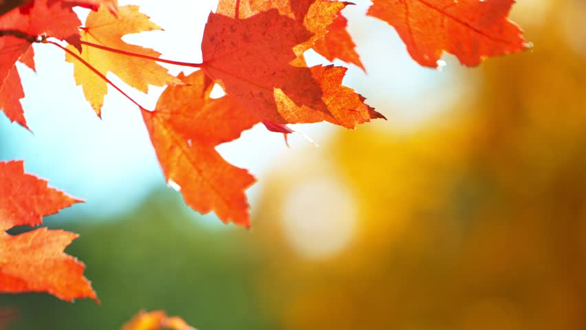 Super Slow Motion of Autumn Maple Leaves Wavering and Falling Down . Filmed on High Speed Cinema Camera , 1000 fps . Beautiful Autumn Moody Colored Background .