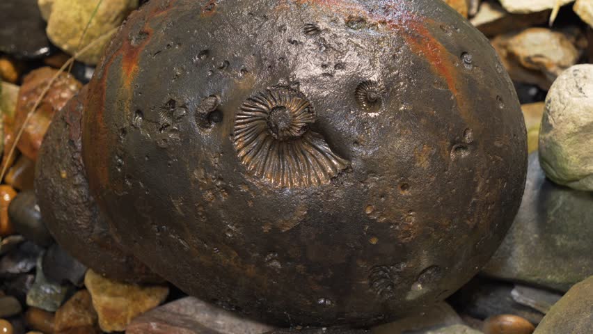 Fossilized ammonite extinct marine mollusk in stone shelled cephalopod Mesozoic era