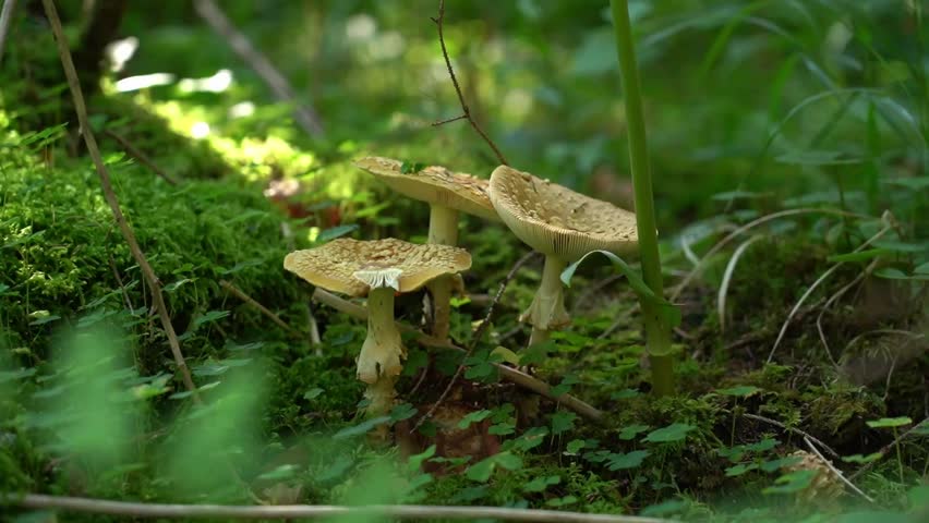 Mushrooms grow in lush green forest during sunny afternoon in peaceful nature setting. Hiking in Carpathian Mountains, Ukraine