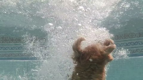 Cocker Female Dog Splashes in Swimming Pool Seen From the Side Slow Motion.