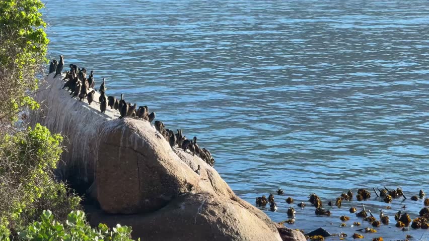 a group of seabirds drying in the sun along the coast