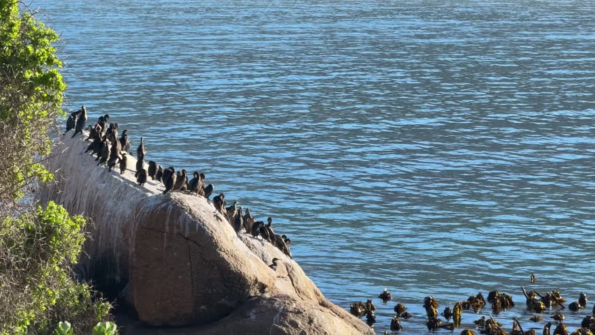 Sea birds drying in the sun along the coast