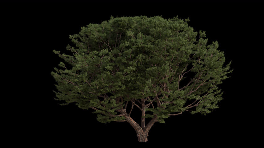 Maritime pine Tree blowing in the wind. Wind blows the cluster pine Tree. Animated Pinus pinaster Tree swaying in the wind with Transparent Background. Alpha Channel. Loop Animation