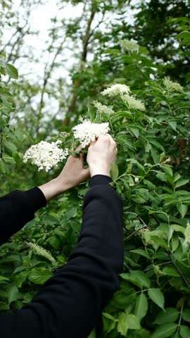 Picking Sambucus healing plant from the tree. Plant based natural raw materials for the production of beverages and medicines. Elderflower flower. White flowers caps of elderberry bush. 