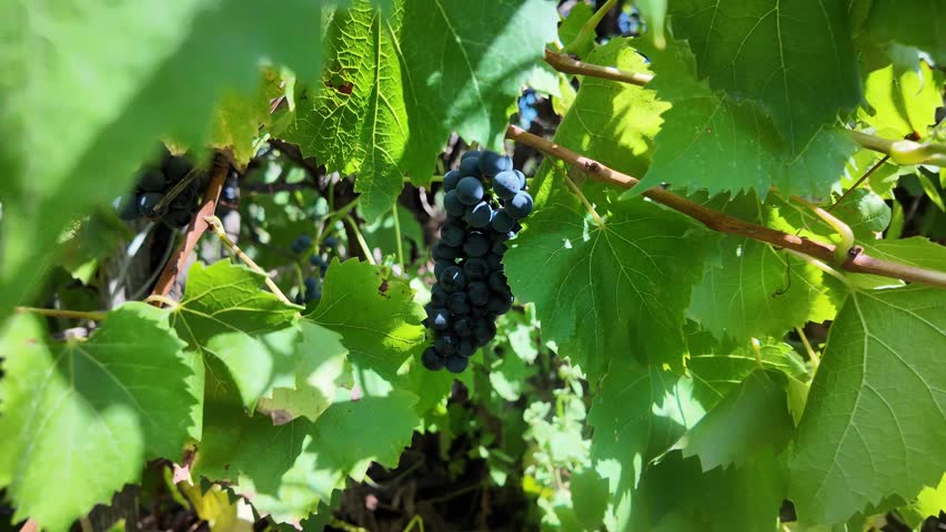 Ripe bunch of grapes. Dark blue grapes on a branch. Ripe grapes ready for harvesting.