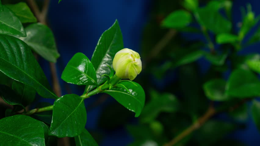 White Flower Opening Time Lapse. Gardenia Jasminoides or Cape Jasmine Flower Blooming on Green Leaves and Blue Background in Timelapse