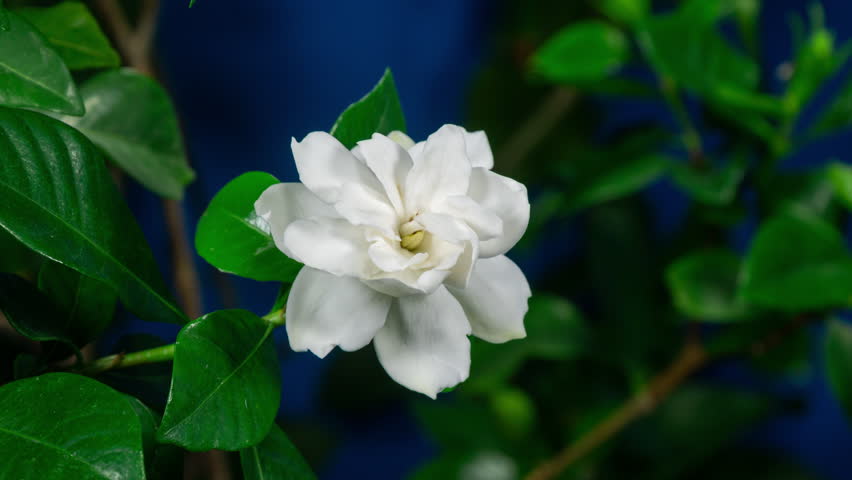White Flower Opening Time Lapse. Gardenia Jasminoides or Cape Jasmine Flower Blooming on Green Leaves and Blue Background in Timelapse