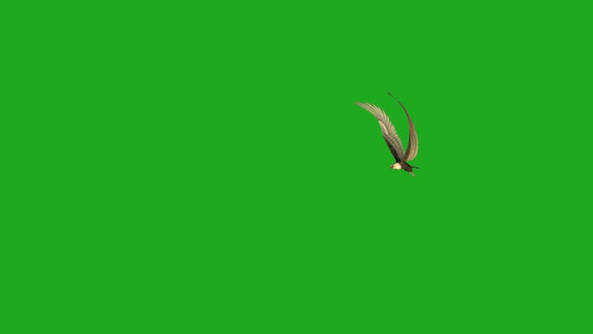 Powerful eagle soaring gracefully through the sky, symbolizing freedom, strength, and wildlife beauty.