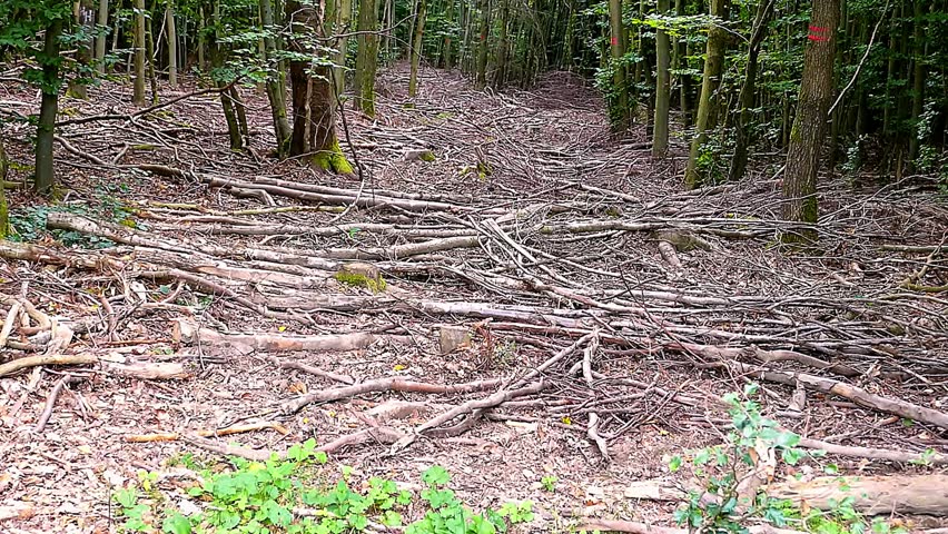 forest in the forest. Germany
