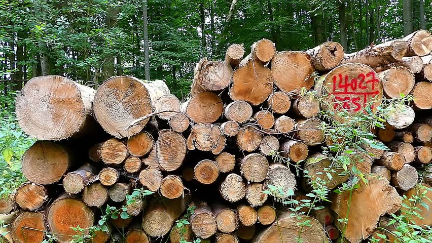 stack of firewood in forest
