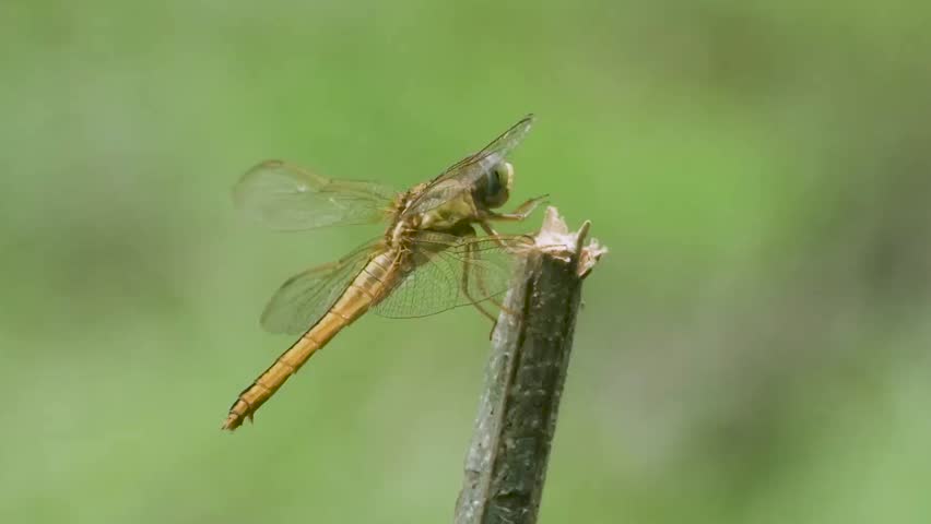 Close Up Of A Perched Dragonfly On A Twig