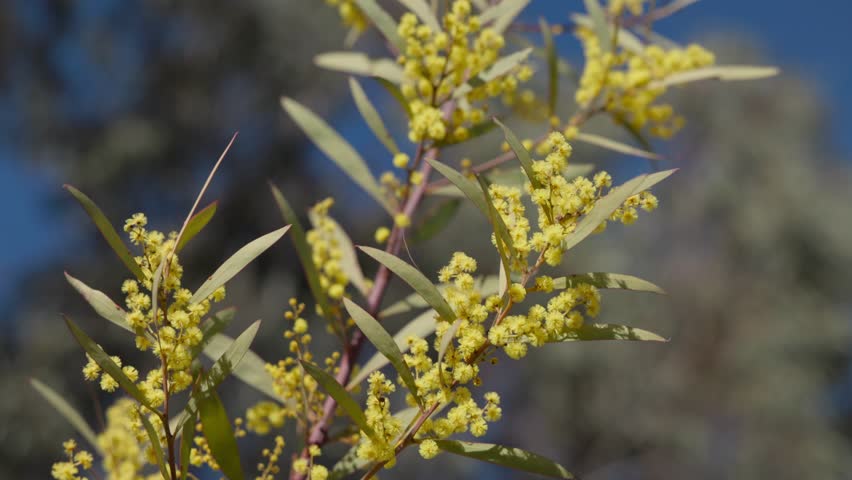 A golden wattle branch glowing under sunlight, celebrating Australia’s iconic flora.