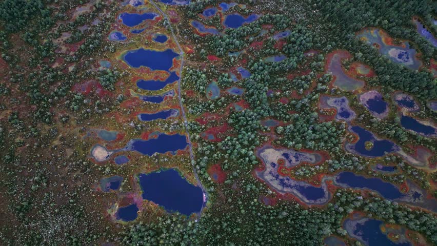 A long wooden walkway stretches across Viru Bog Estonia connecting travelers with panoramic views of bog lakes moss vegetation and autumn pine forests in a pristine northern European wetland.