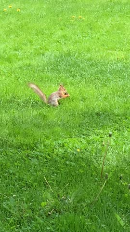 Squirrel eating nut in green grass, surrounded by nature, potential background use video