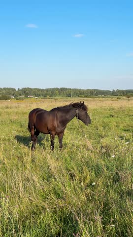 Grazing Horse in Golden Meadow Under Blue Sky Majestic Horse Feeding.Horse Enjoying Lush Green Grass.Tranquil Field with Horse at Sunset Hour