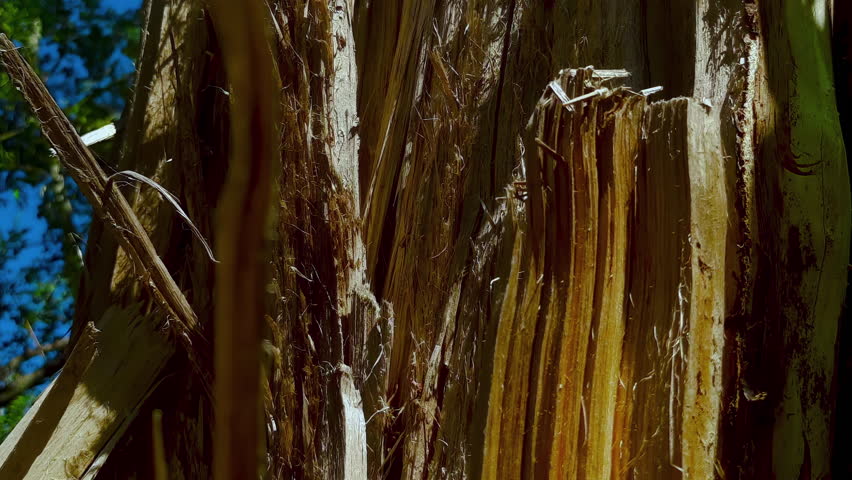 Splintered Wood of a Broken Tree Close-Up: Texture of wood fibers and splinters as a symbol of destruction, disaster, and the aftermath of a natural catastrophe.