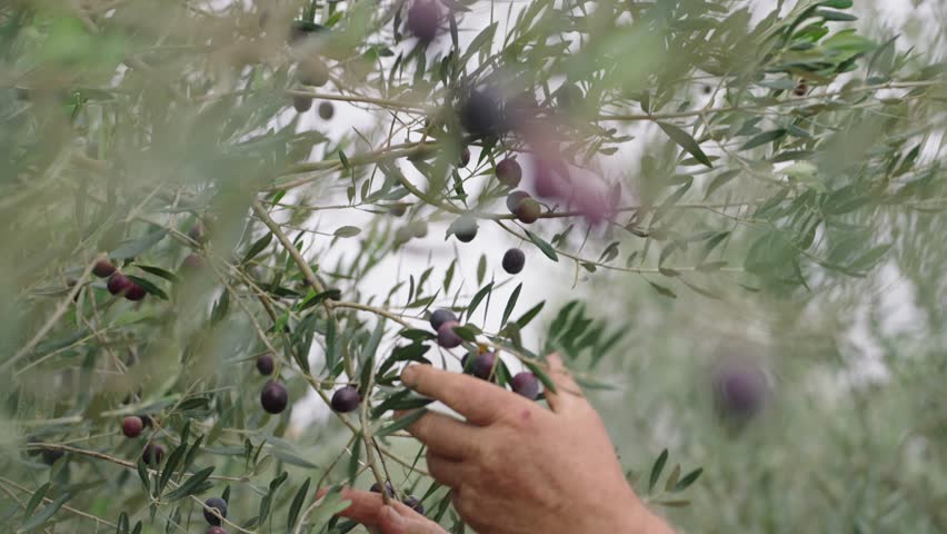 Close view of hand picking black olives from green tree branches